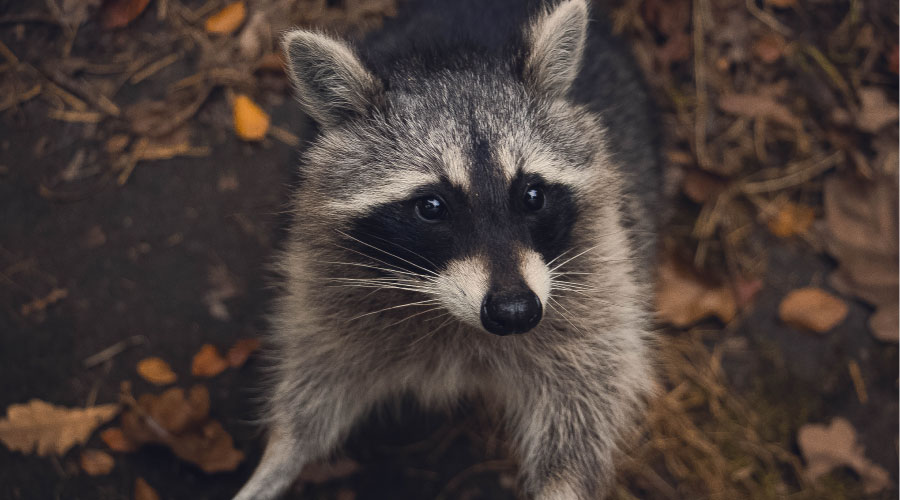 Raccoon